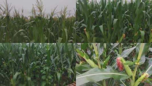 夏日雨中长满苞谷的玉米地高清在线视频素材下载