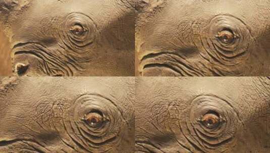 犀牛标本眼睛高清在线视频素材下载