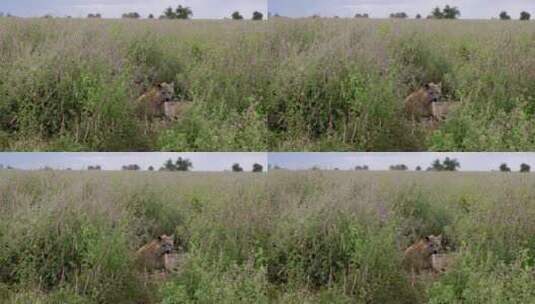 鬣狗坐着草丛中高清在线视频素材下载