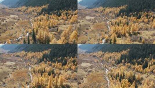 川西雅克夏雪山山谷森林秋色航拍高清在线视频素材下载