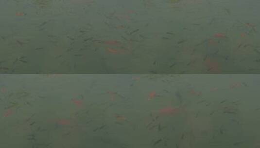 公园里水中游动的鱼群高清在线视频素材下载
