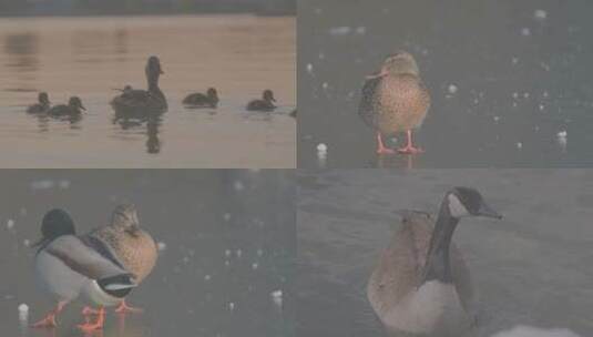 水里游动的鸭子高清在线视频素材下载