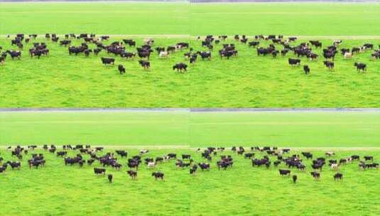 新西兰牧场 奶牛群 拉远景 航拍 4k 平台版高清在线视频素材下载