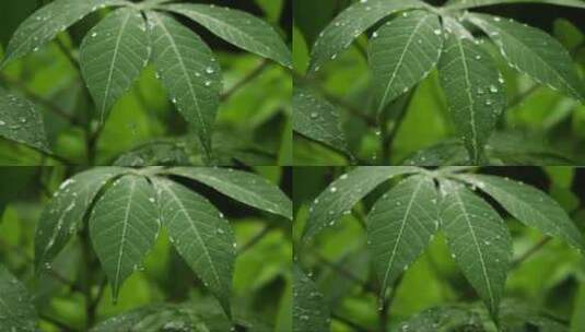 雨滴落在植物上高清在线视频素材下载