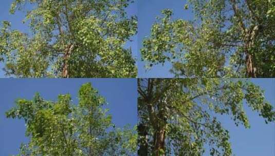 风吹树叶合集高清在线视频素材下载