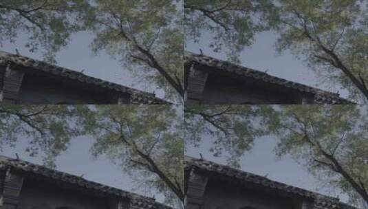 北京四合院鸽子高清在线视频素材下载