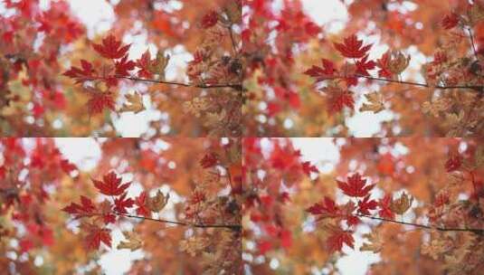 公园里秋天的红枫叶高清在线视频素材下载