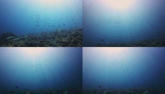 海底的鱼儿高清在线视频素材下载