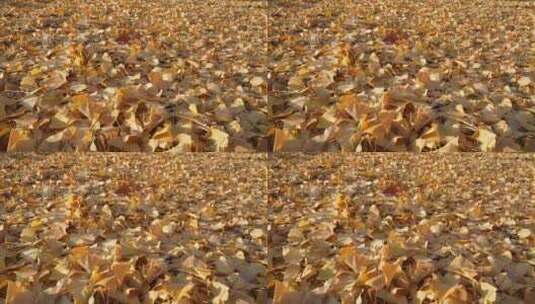 秋天银杏树落叶铺满地面高清在线视频素材下载