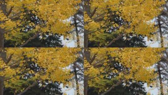 秋天微风中金黄的银杏叶高清在线视频素材下载