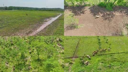 4K航拍野生麋鹿保护基地麋鹿活动合集高清在线视频素材下载