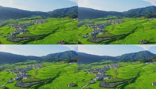 夏天绿色的稻田高清在线视频素材下载