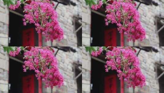 石头老屋门前红色的花卉高清在线视频素材下载