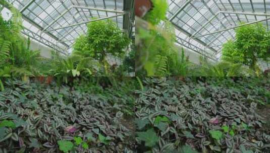 国家植物园/北京植物园/眼镜蛇巢蕨/蕨类高清在线视频素材下载
