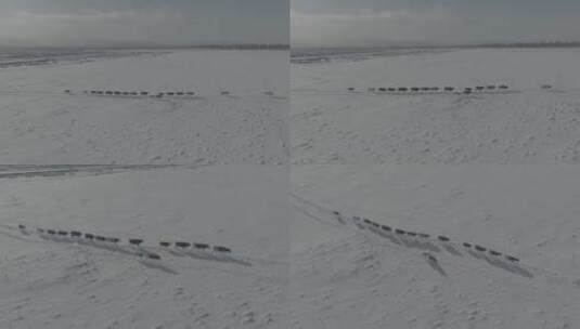 冬天阿尔山雪原上行走的牛群4k60p dlog高清在线视频素材下载