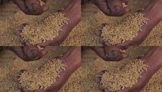 手握一把水稻颗粒仔细挑选丰硕果实高清在线视频素材下载