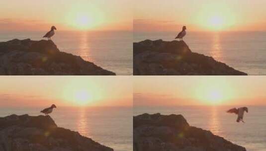 长焦拍摄黄昏下的大西洋海雀高清在线视频素材下载