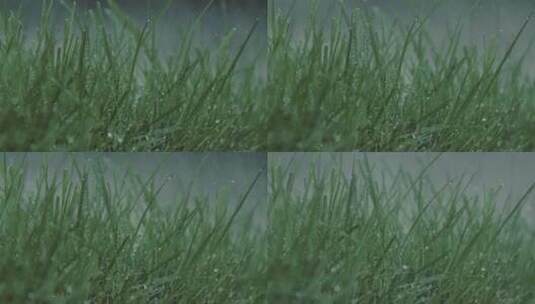 小草 下雨草地 树叶上的水珠 清晨水珠高清在线视频素材下载