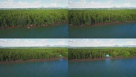 4k森林资源防风固沙水松林航道航拍高清在线视频素材下载