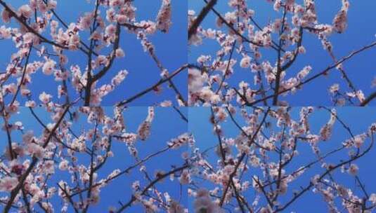 移动轨道拍摄蓝天背景的杏树花枝系列高清在线视频素材下载
