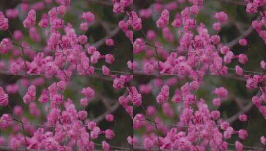 盛开的梅花花朵生机勃勃高清在线视频素材下载