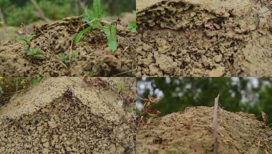 【原创实拍】一个蚂蚁窝密密麻麻的蚂蚁高清在线视频素材下载