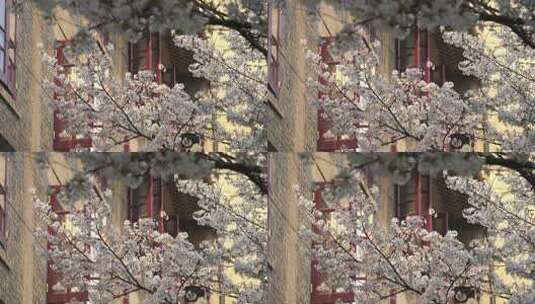 春天樱花季武汉大学校园盛开樱花高清在线视频素材下载
