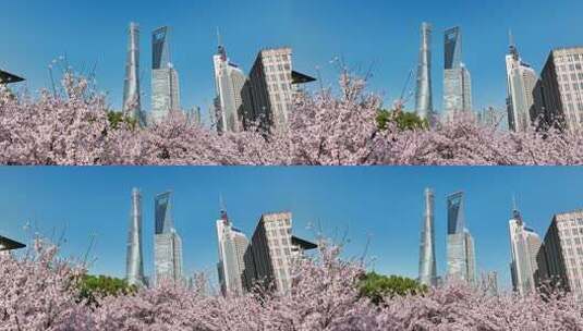上海城市春天陆家嘴地标上海樱花北上广樱花高清在线视频素材下载