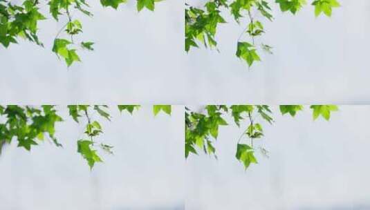 阳光下翠绿的五角枫枫叶飘荡风中高清在线视频素材下载