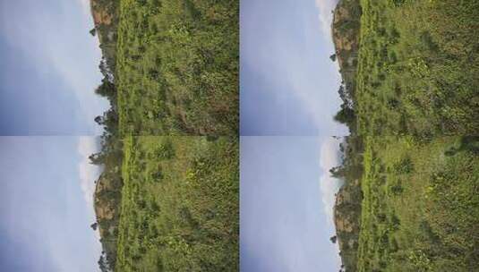 丘陵的绿树和绿茶高清在线视频素材下载