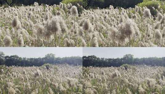 唯美的芦苇高清在线视频素材下载