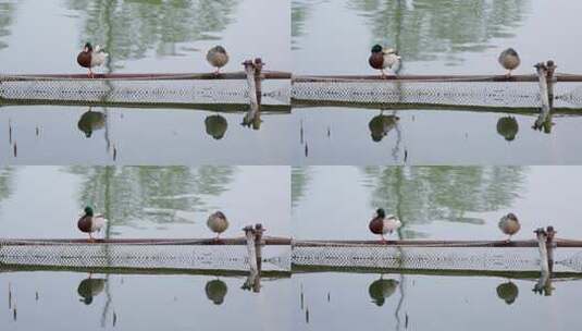 两只鸭子在水面护栏休息梳理羽毛高清在线视频素材下载