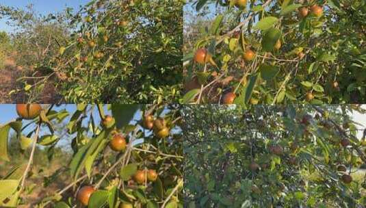 茶油原料山茶籽背景素材高清在线视频素材下载