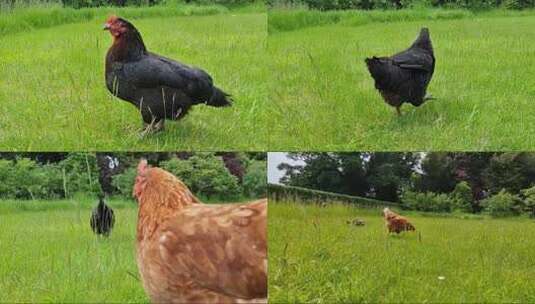 草地上的母鸡文昌鸡走路鸡散养鸡高清在线视频素材下载