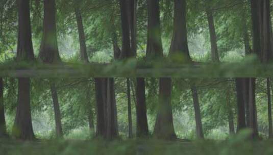 雨天绿色森林高清在线视频素材下载