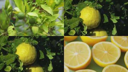 柠檬由绿果到成熟成黄果再到切成柠檬片高清在线视频素材下载