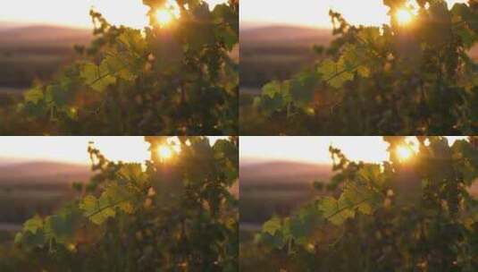 夕阳下的葡萄园高清在线视频素材下载