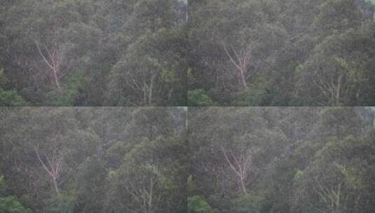 森林下雨狂风暴雨风吹雨打树丛树林大风大雨高清在线视频素材下载