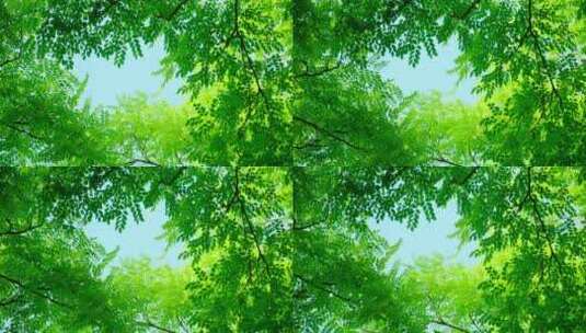 阳光树林 树荫 树叶高清在线视频素材下载