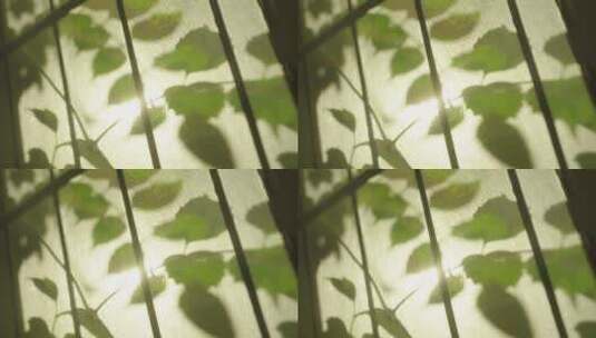 绿色植物空镜高清在线视频素材下载