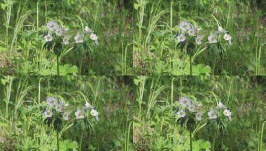 野生药用植物银莲花高清在线视频素材下载