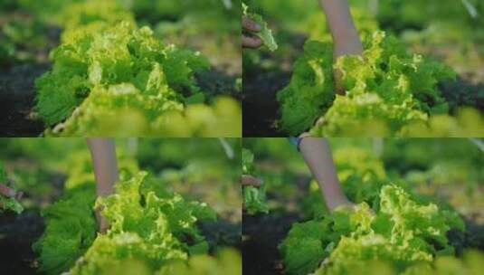 蔬菜种植高清在线视频素材下载