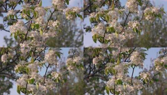 户外公园春天梨花树开花高清在线视频素材下载