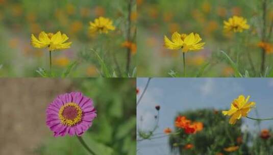 田野边鲜艳的花朵高清在线视频素材下载