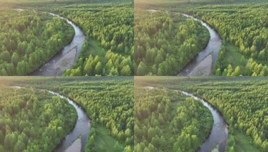航拍茂密森林弯曲的河流高清在线视频素材下载