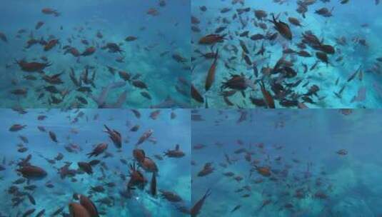 海中鱼群高清在线视频素材下载