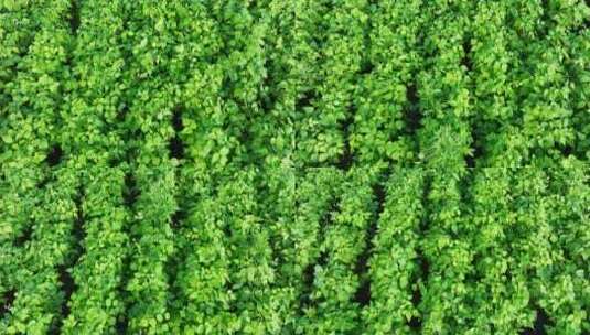 呼伦贝尔垦区种植的菜豆高清在线视频素材下载