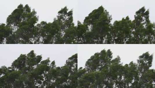 台风森林狂风暴雨风吹树林风吹雨打树木下雨高清在线视频素材下载