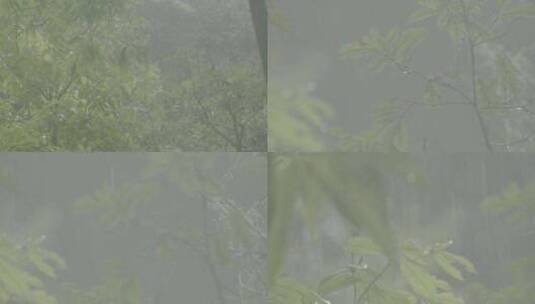 浙江温州泰顺县乌岩岭白天雨中山林高清在线视频素材下载