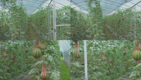 4K温室大棚西瓜培育夏天水果实拍视频高清在线视频素材下载